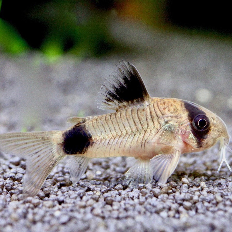 Corydoras panda   Pantsermeerval M